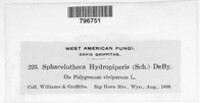 Sphacelotheca hydropiperis image